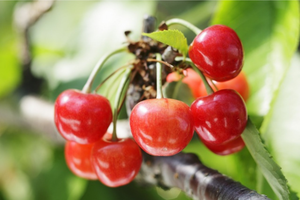 【2026年最新版】山形県でおすすめの剣道防具店ガイド